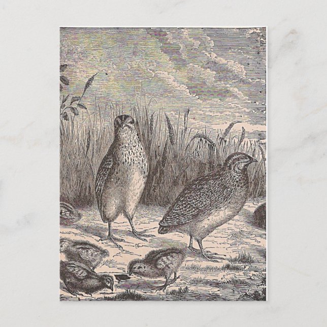 Just Quail Postcard (Front)