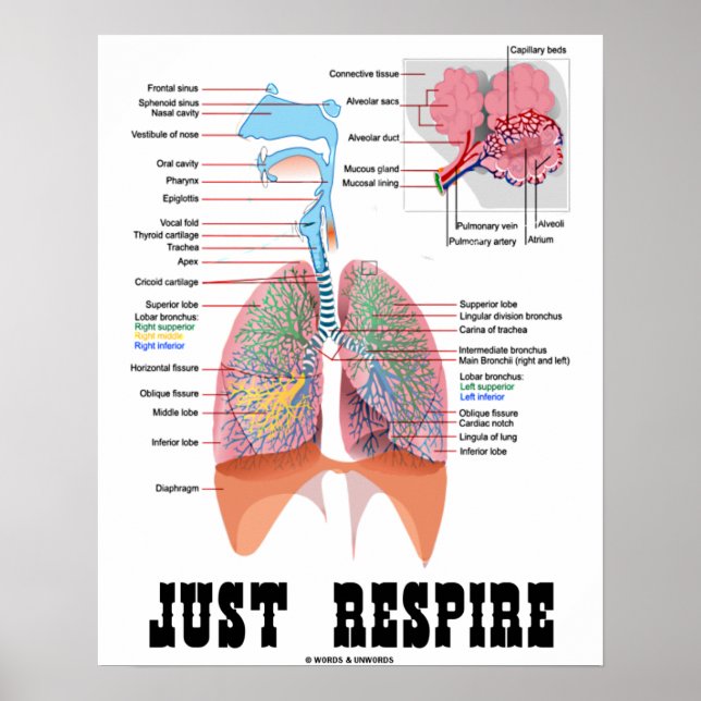 Just Respire (Respiratory System) Poster (Front)
