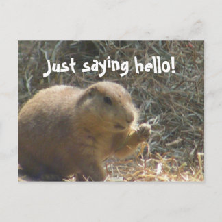 Just saying hello! Prairie Dog Postcard