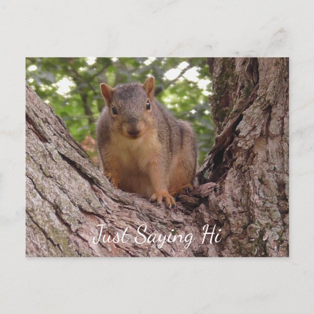 Just Saying Hi, Cute Squirrel in Tree Postcard (Front)