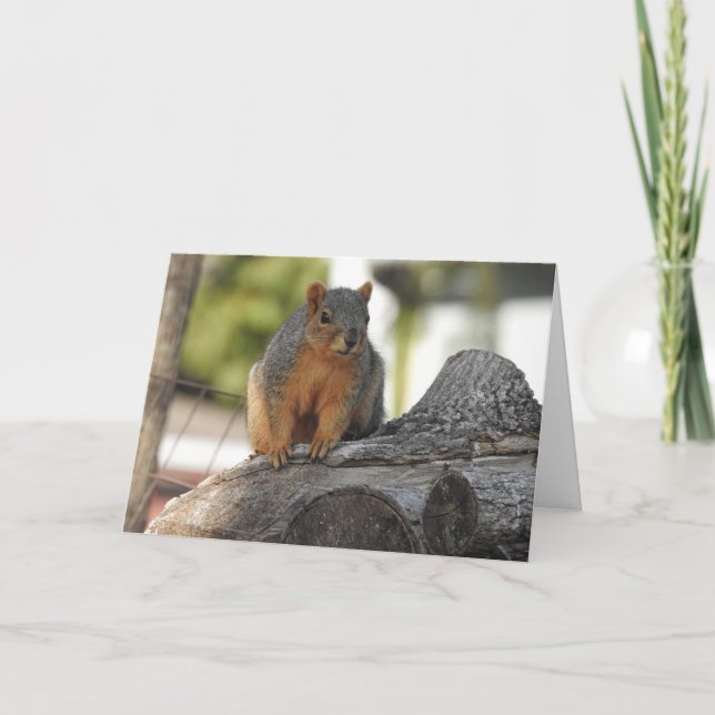 Just Saying Hi | Cute Squirrel Photo Card (Front)