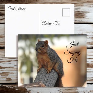 Just Saying Hi   Cute Squirrel Photo Postcard