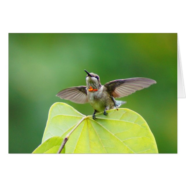 Just stopping by! (Front Horizontal)