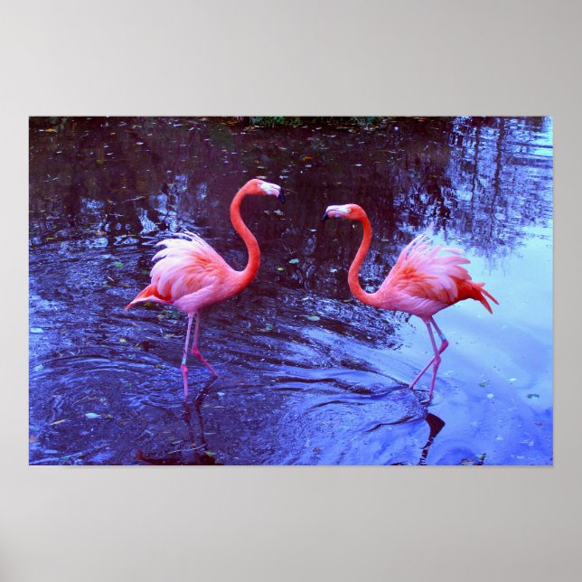 Just two flamingos poster (Front)