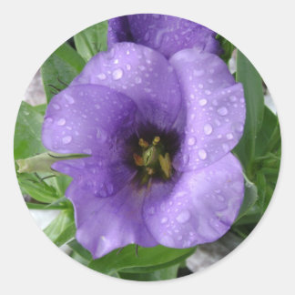 Just watered classic round sticker