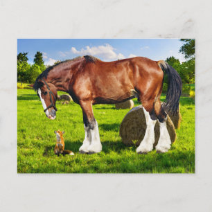 "Justin & a Friend" Postcard