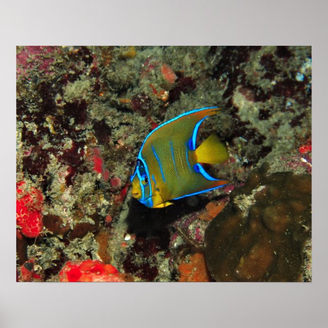 Juvenile Angelfish Poster (Front)