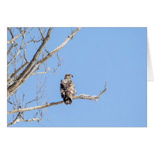 Juvenile Bald Eagle