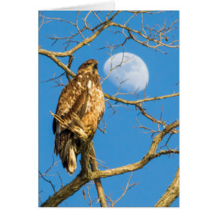 Juvenile Bald Eagle and the Moon
