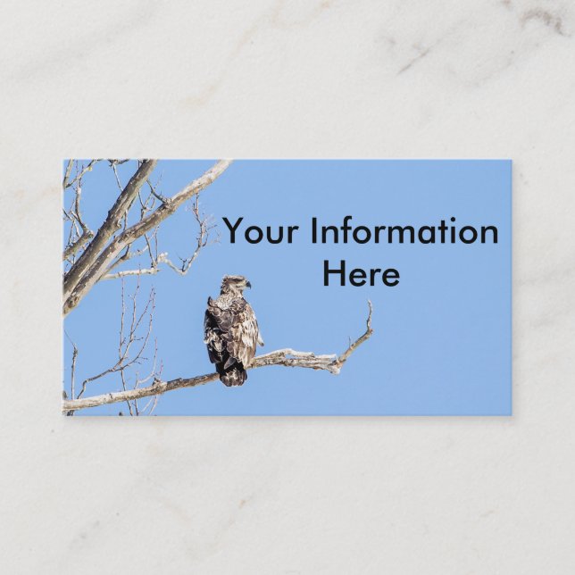 Juvenile Bald Eagle Business Card (Front)