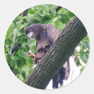 Juvenile Bald Eagle Classic Round Sticker