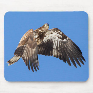 Juvenile Bald Eagle In Flight Mouse Mat