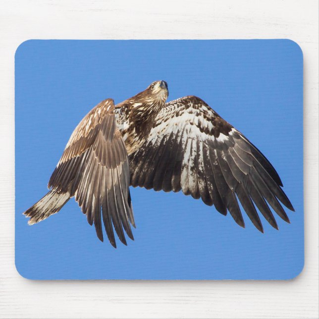 Juvenile Bald Eagle In Flight Mouse Mat (Front)
