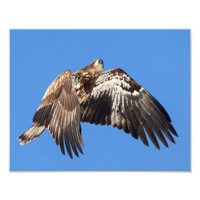 Juvenile Bald Eagle In Flight Photo Print (Front)