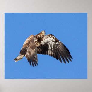 Juvenile Bald Eagle In Flight Poster
