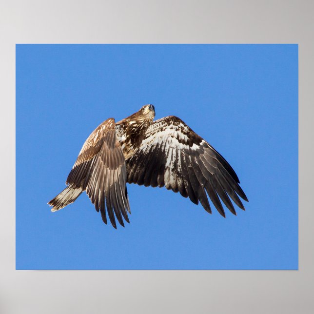 Juvenile Bald Eagle In Flight Poster (Front)