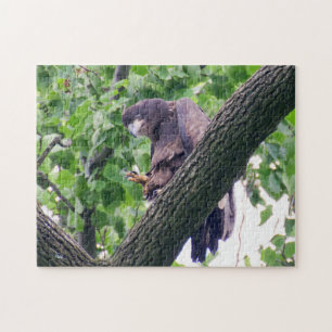 Juvenile Bald Eagle Jigsaw Puzzle