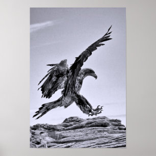 Juvenile Bald Eagle Landing Poster