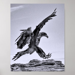 Juvenile Bald Eagle Landing Poster