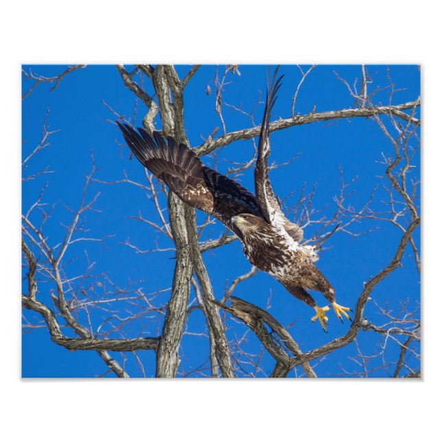 Juvenile Bald Eagle Launch Photo Print (Front)