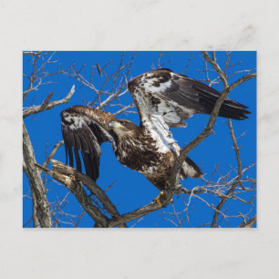 Juvenile Bald Eagle Leap Into Flight Postcard