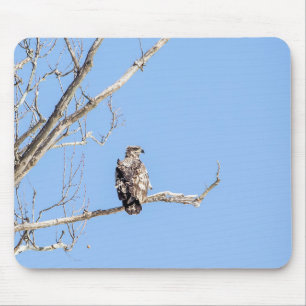 Juvenile Bald Eagle Mouse Mat