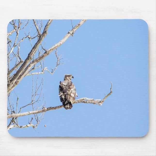Juvenile Bald Eagle Mouse Mat (Front)