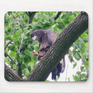 Juvenile Bald Eagle Mouse Mat
