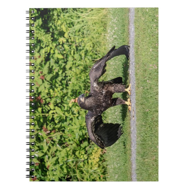 Juvenile Bald Eagle Notebook (Front)