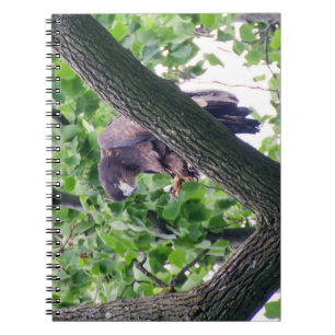 Juvenile Bald Eagle Notebook
