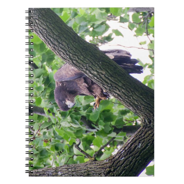 Juvenile Bald Eagle Notebook (Front)