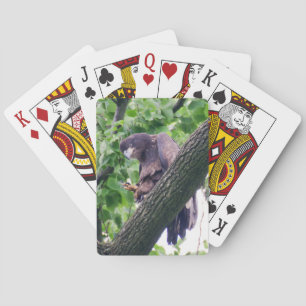 Juvenile Bald Eagle Playing Cards
