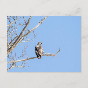 Juvenile Bald Eagle Postcard
