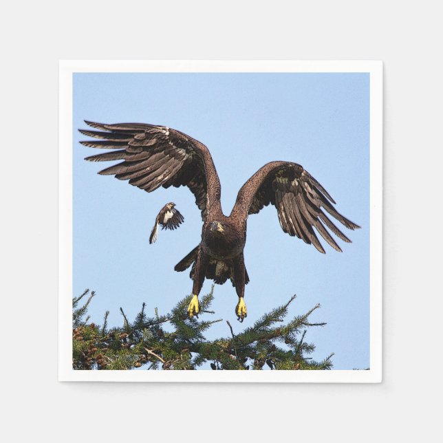 Juvenile Bald Eagle taking off Napkin (Front)