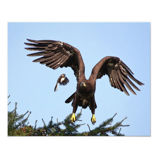 Juvenile Bald Eagle taking off Photo Print (Front)