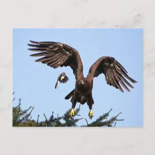 Juvenile Bald Eagle taking off Postcard