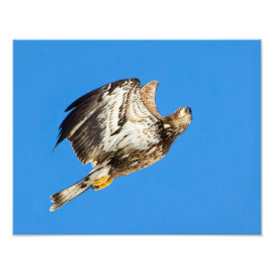 Juvenile Bald Eagle Up And Up Photo Print