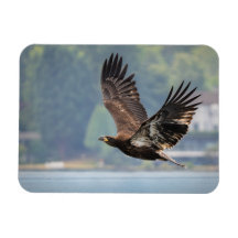 Juvenile Bald Eagle Wildlife Photography Photo