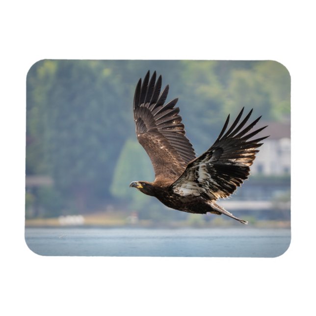 Juvenile Bald Eagle Wildlife Photography Photo Magnet (Horizontal)