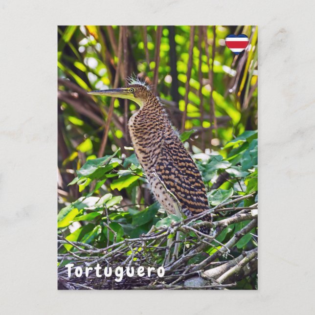 Juvenile Bare-throated Tiger Heron in Tortuguero Postcard (Front)