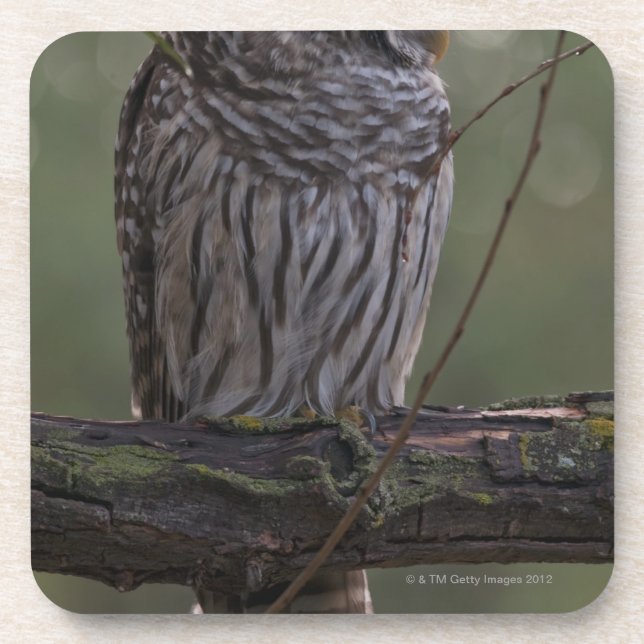 Juvenile Barred Owl (Strix varia) 2 Coaster (Front)