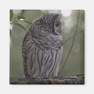 Juvenile Barred Owl (Strix varia) 2 Magnet