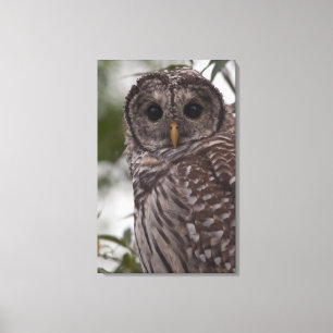 Juvenile Barred Owl (Strix varia) Canvas Print