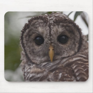 Juvenile Barred Owl (Strix varia) Mouse Mat