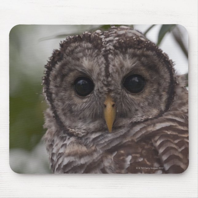 Juvenile Barred Owl (Strix varia) Mouse Mat (Front)