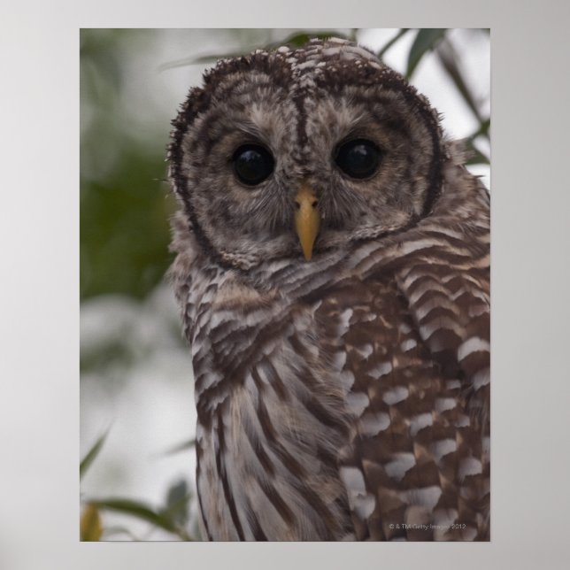 Juvenile Barred Owl (Strix varia) Poster (Front)
