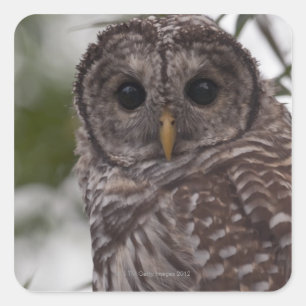 Juvenile Barred Owl (Strix varia) Square Sticker