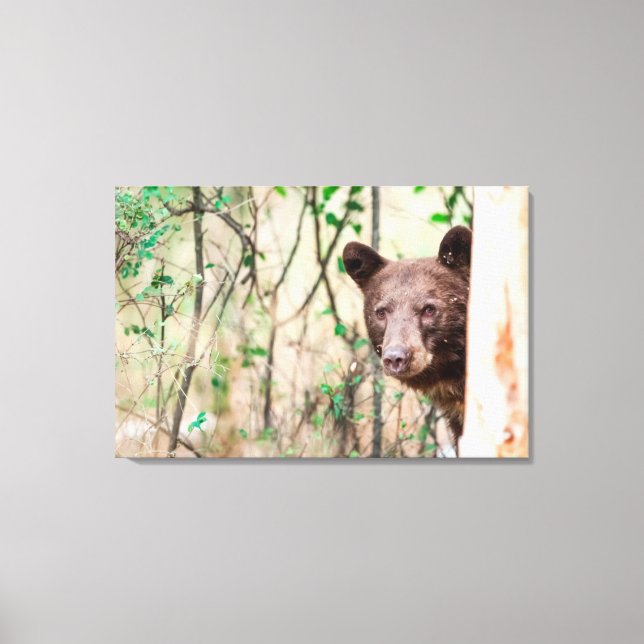 Juvenile Black Bear Portrait, Missoula, Montana Canvas Print (Front)