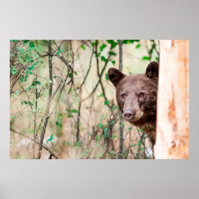 Juvenile Black Bear Portrait, Missoula, Montana Poster (Front)