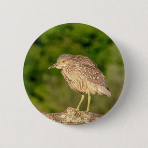 Juvenile Black Crowned Night Heron 6 Cm Round Badge